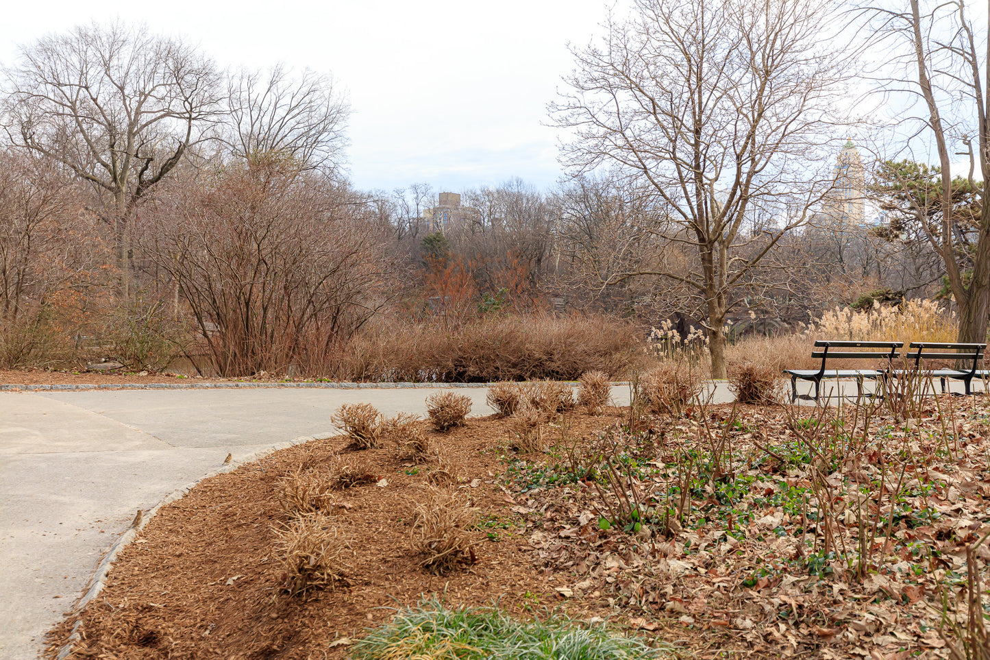 The end of Winter in Central Park